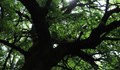 Обявиха още 18 вековни дървета за защитени в землището на Русе