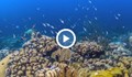 Голяма част от кораловите рифове са застрашени от изчезване
