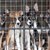 Южна Корея забрани консумацията на кучешко месо