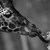 Трагедия в зоопарка в Скопие: Жирафът и човекът, който се грижеше за него, починаха в един ден