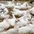 Откриха огнище на птичи грип във ферма за патици
