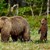 Водещи експерти искат да се сформира Национална комисия за кафявата мечка