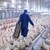13 държави забраниха вноса на белгийско пилешко месо