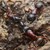 Мравки произвеждат антибиотици и лекуват други себеподобни
