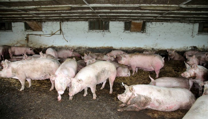 Над 20 000 животни ще бъдат умъртвени в свинефермата в румънското село Голещ