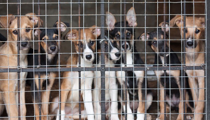 Парламентът прие законопроект за забрана на отглеждането, клането и продажбата на кучета за месо