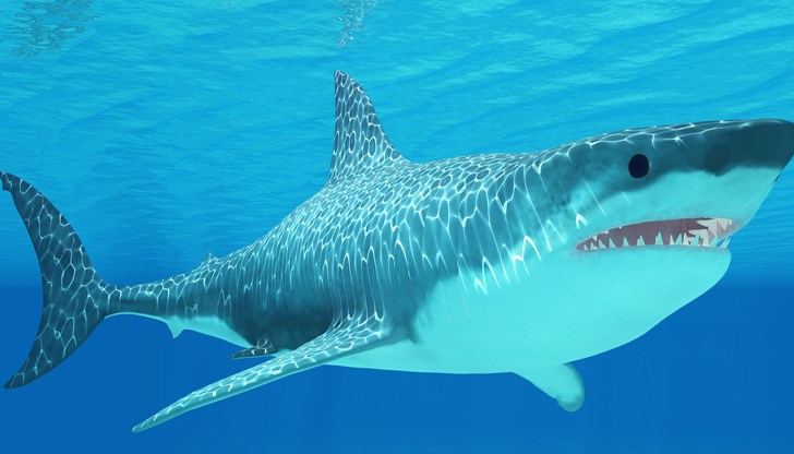 Хищникът е захапал момчето по крака