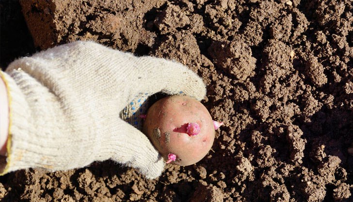 След покълването, отглеждането и пресаждането ще бъдат подбрани най-добрите сортове