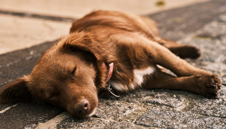 Стопанката сигнализирала полицията