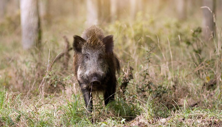 Убили са диво прасе
