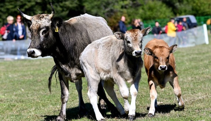 Министерството на земеделието съобщи, че общо 97 крави, 40 телета и 70 коня са били блокирани на Кърчединска Ада