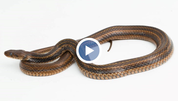 Влечугото предизвика паника сред част от пасажерите