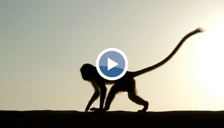 Издирват избягала маймуна от парк за диви животни