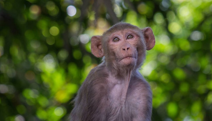 Маймуната макак резус е вид, който се използва широко в медицинските изследвания