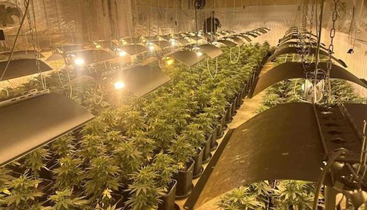 Иззети са близо 700 растения от рода на конопа и приблизително 20 килограма готова суха продукция