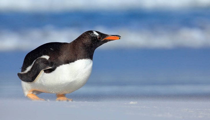 Пингвинът е излязъл на пистата точно когато самолетът заемал позиция за излитане Пингвинът е излязъл на пистата точно когато самолетът заемал позиция за излитане