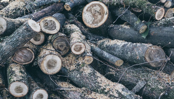 Дървата за огрев са били без контролна горска марка