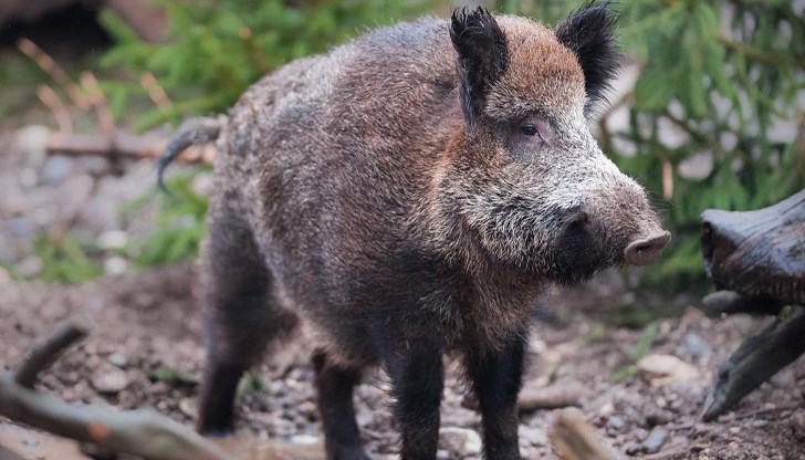 Инспектори от РЗИ - Пазарджик спешно извършват епидемиологично проучване и изследват хората, яли от дивеча Инспектори от РЗИ - Пазарджик спешно извършват епидемиологично проучване и изследват хората, яли от дивеча