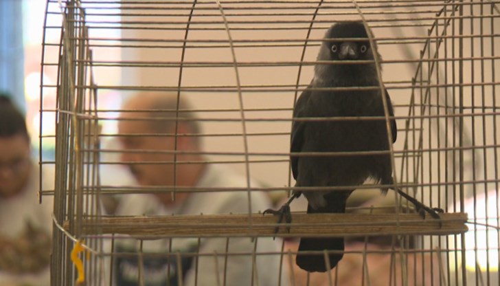 Гаро сам се е преселил в семейство Яневи