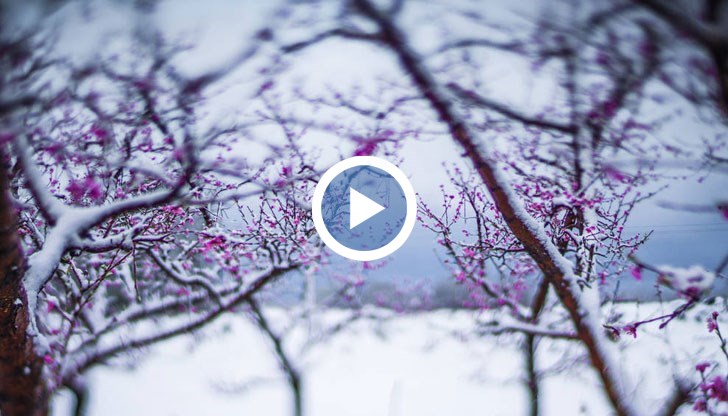 Коментар на директора на Институт по земеделие Кюстендил Димитър Сотиров