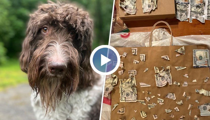 Стопаните на Сесил са сглобили като пъзел част от банкнотите