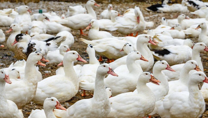 Ще бъдат умъртвени 9000 птици