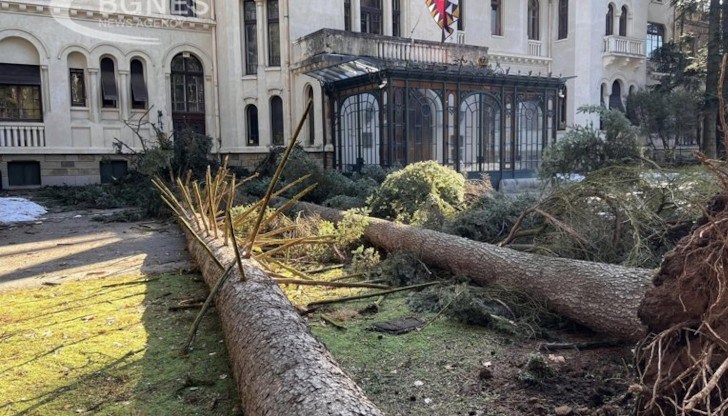 Боровете като по чудо не причиниха фатален инцидент