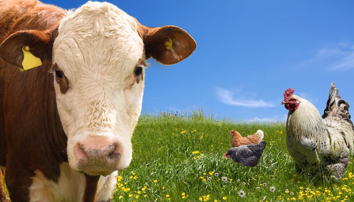 Кметовете отговарят за опазването на селскостопанското имущество на територията на общината, припомнят от агенцията