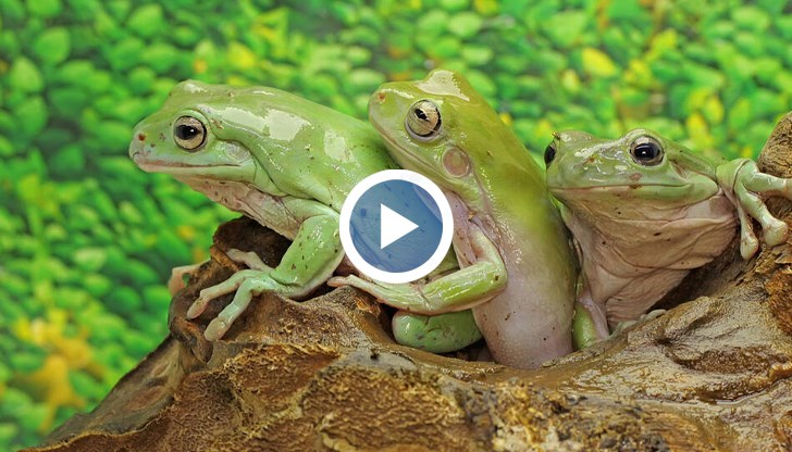 Стресирани отровни жаби спаси полицията в Колумбия