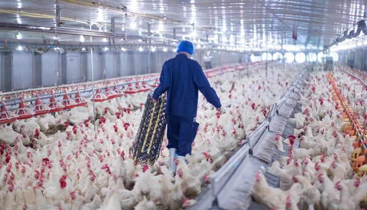 В страната има епидемия от птичи грип В страната има епидемия от птичи грип