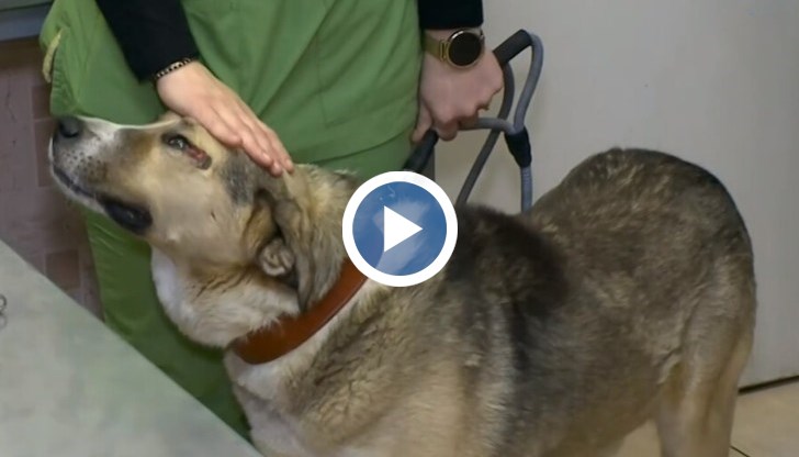 Животното се намира във ветеринарна клиника в Пазарджик