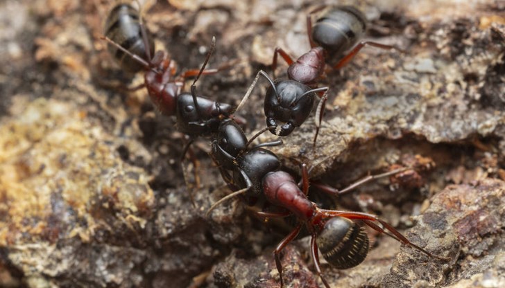 Здравите мравки нанасят лечебния секрет върху раните на болните