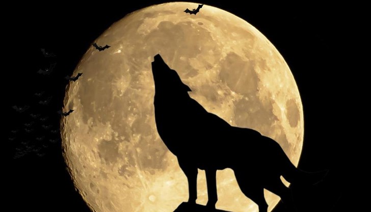 Първото януарско пълнолуние се асоциира с поведението на вълците през зимата