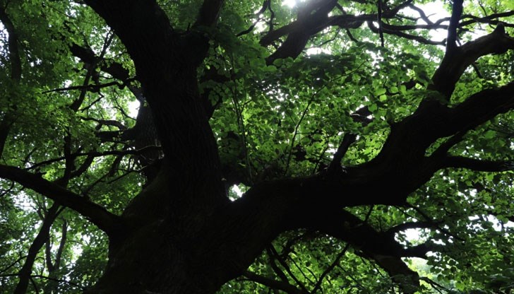 Широколистните дървета са на възраст от 120 до 300 години Широколистните дървета са на възраст от 120 до 300 години