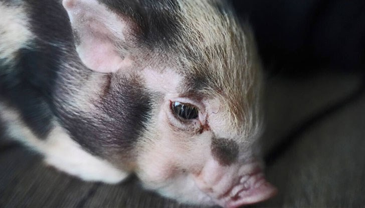 Прасетата са изненадващо тихи, въпреки че от време на време грухтят Прасетата са изненадващо тихи, въпреки че от време на време грухтят