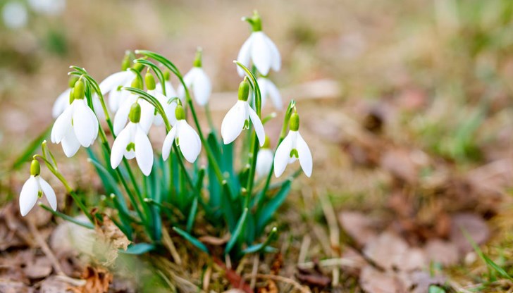 Предвестниците на пролетта са изникнали в първия ден на новата година