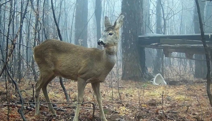 Намерени са били и торби месо от забранен за отстрелване дивеч
