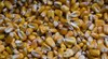 Изхвърлиха тонове украинска царевица от влак в Полша