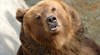 Поискаха разрешение за острел на опасна мечка в Смолянско