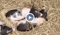 200 прасенца от породата "Черен ангел" се родиха в свинекомплекса в Голямо Враново