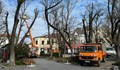 Премахват опасни клони и дървета в центъра на Русе