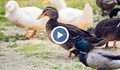 Ново голямо огнище на птичи грип във Великотърновското