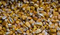 Изхвърлиха тонове украинска царевица от влак в Полша