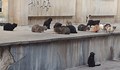 Нашествие от котки в центъра на Русе