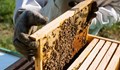 Пчеларите могат да кандидатстват за помощ от държавата