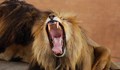 Лъв уби служител на зоопарк в Нигерия