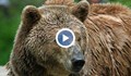Мечка държи в страх три смоленски села