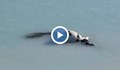Труп на крава изплува от водите на Варненското езеро