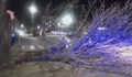 Бурен вятър събори дърво на булевард в Димитровград