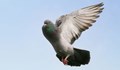 Индия освободи гълъб, обвинен в шпионаж